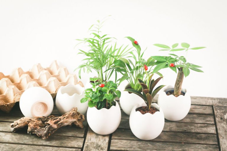 Chậu cây cảnh để bàn 