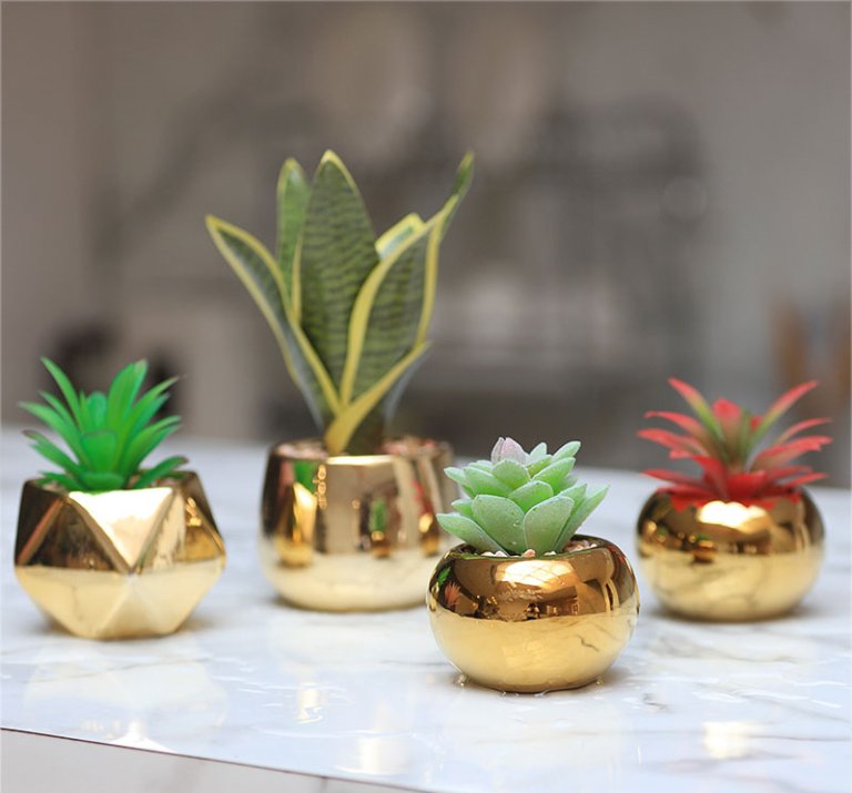 Chậu cây nhỏ để bàn