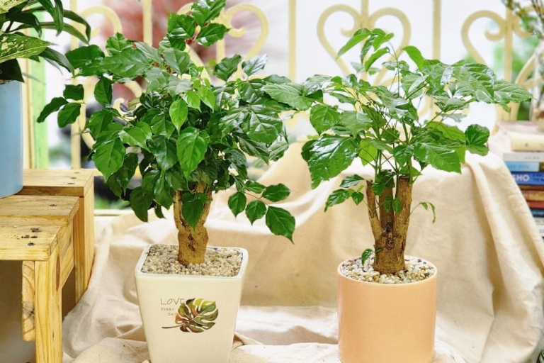 món quà tặng khai trương quán bida món quà tặng khai trương quán bida