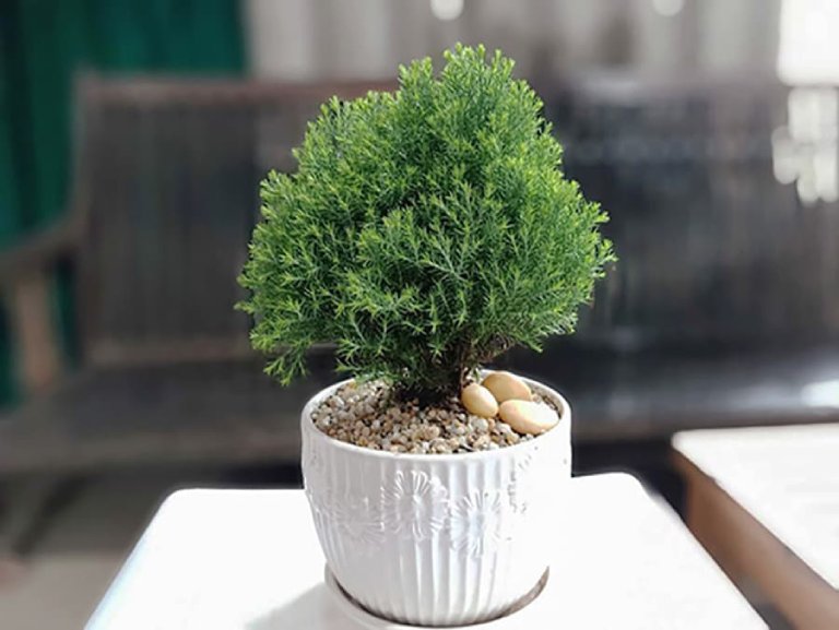 Chậu cây cảnh nhỏ