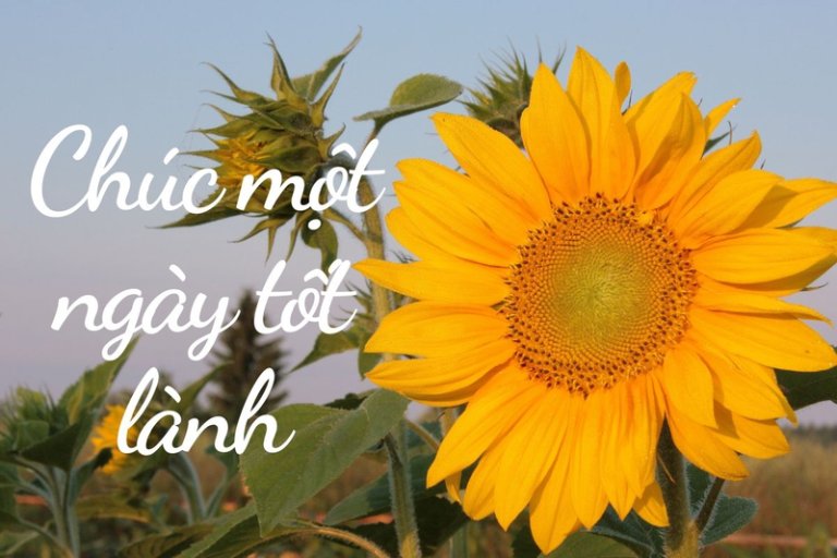 lời chúc ngày mới người thân bạn bè